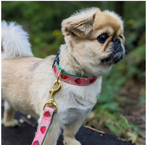 Up Country Strawberry Fields Dog Collar