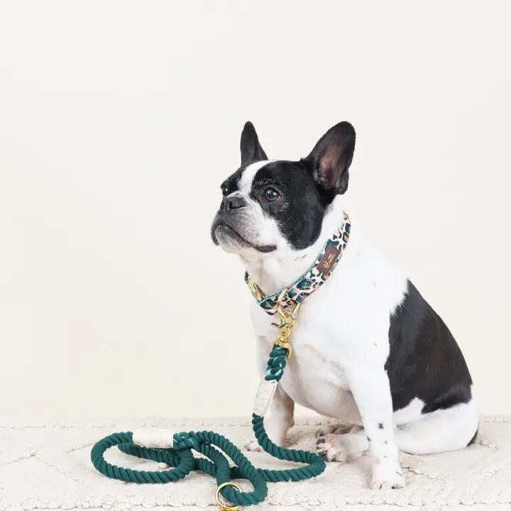 Beckett Dog Collar | Leopard Print Dog Collar | Dog Collar