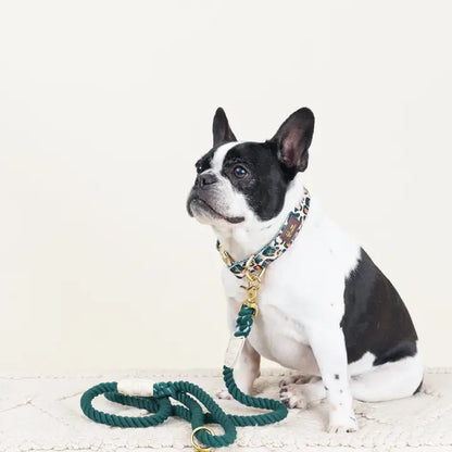 Beckett Dog Collar | Leopard Print Dog Collar | Dog Collar