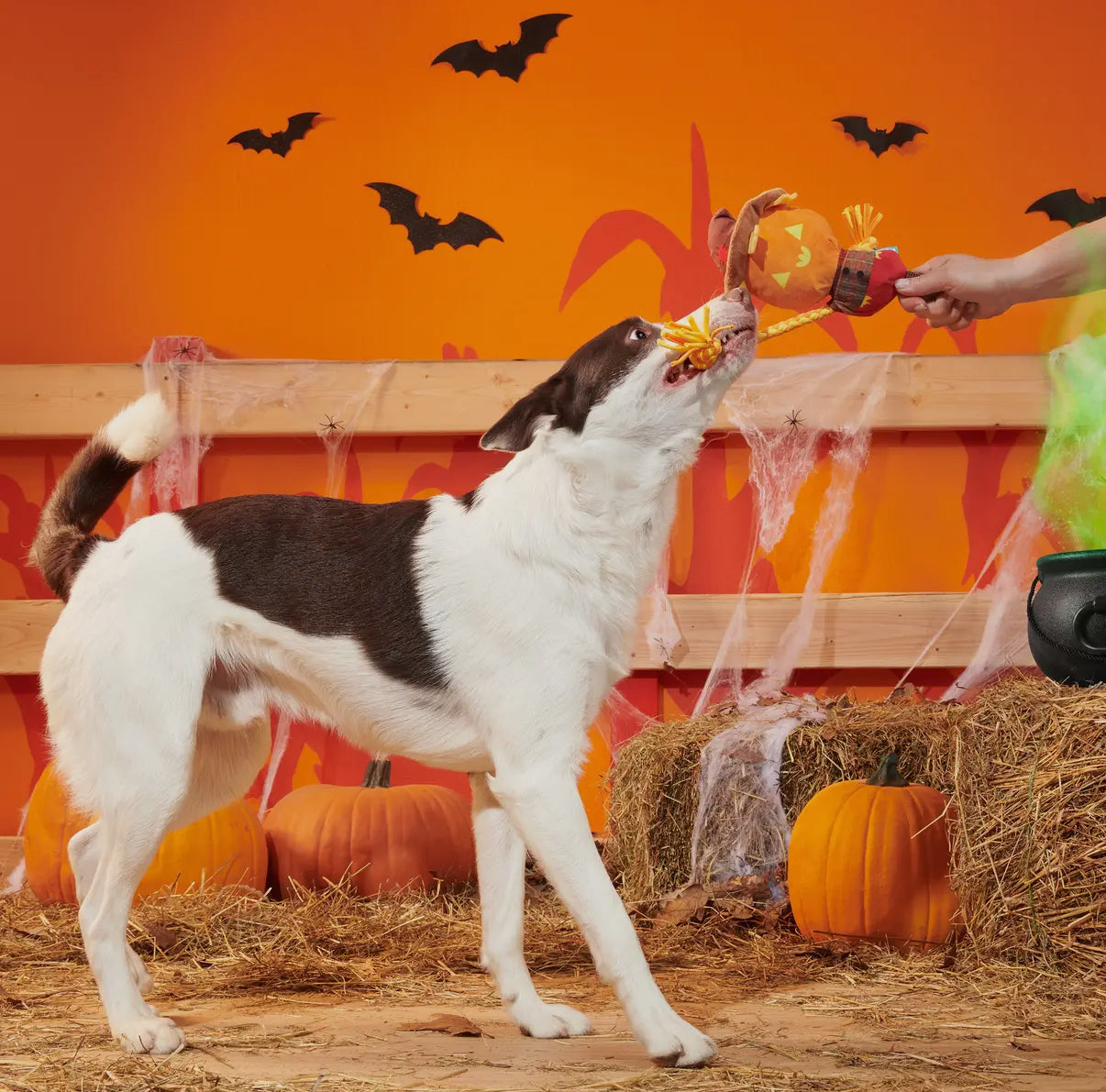 Bark Jack-Crow-Lantern Plush Dog Toy