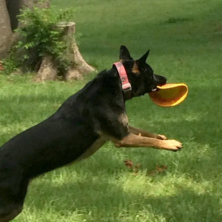 Ruff Dawg K9 Flyer Dog Toy